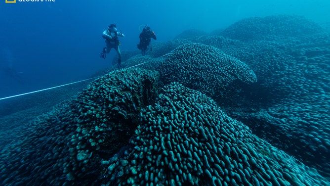 Tess Goldhagen and Ronnie Posala dive over the massive coral while it is being measured.