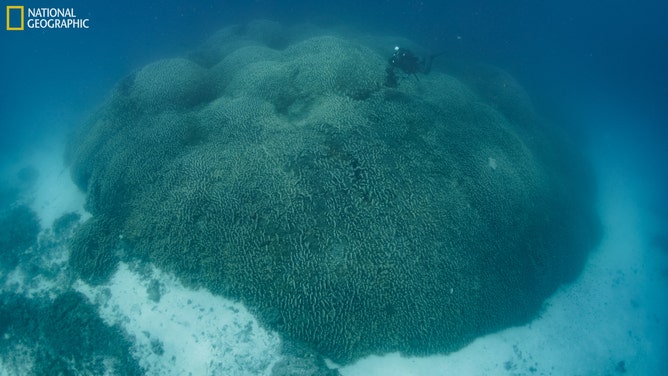 Manu San Felix dives over a massive coral.