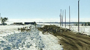 Over 150 pronghorn killed in Colorado while seeking refuge from deep field snow