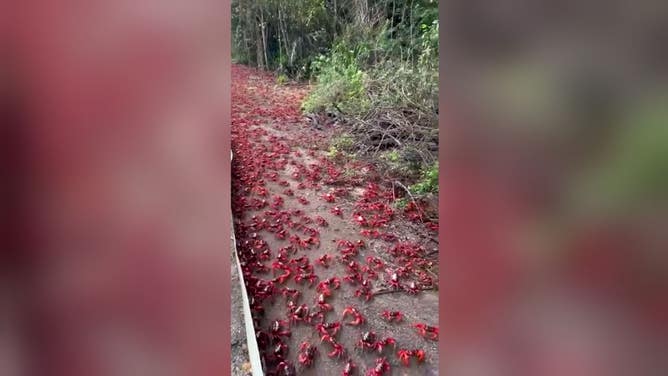 Millions of Christmas Island red crabs migrate across the island.