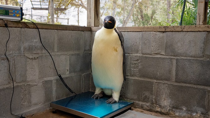 A malnourished emperor penguin that landed on a popular tourist beach in Denmark, Western Australia continues to be cared for by a registered wildlife carer.