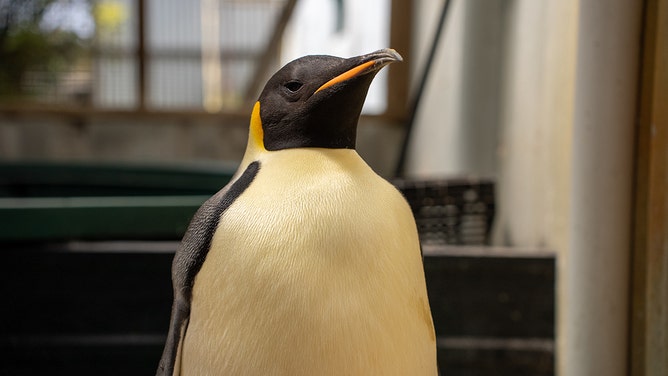 A malnourished emperor penguin that landed on a popular tourist beach in Denmark, Western Australia continues to be cared for by a registered wildlife carer.