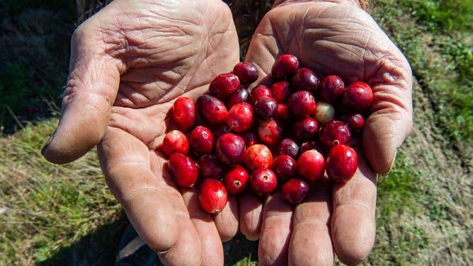 Hands holding cranberries.