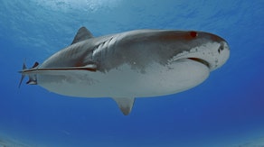 Study suggests warming oceans are changing tiger shark migrations