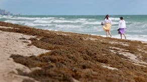 Florida beaches smothered in smelly sargassum seaweed with peak season not expected for months