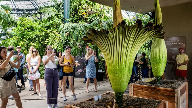 Visitors snap photos of the Corpse Flower in it's rare bloom at the Huntington Library on September 13, 2023 in San Marino, California.