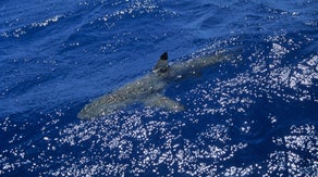 Swimmers share Florida beaches with sharks more often than they realize