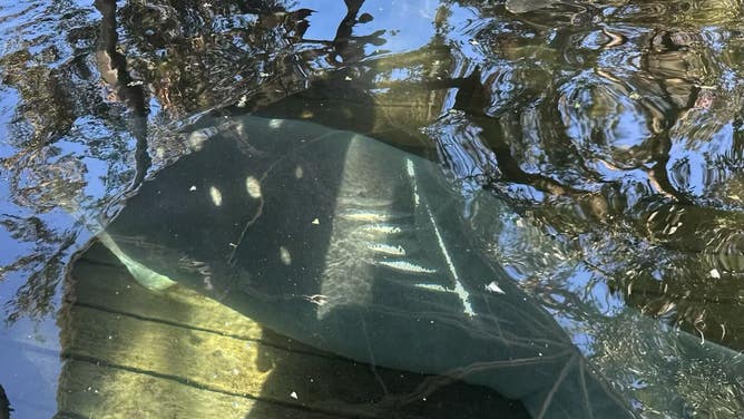 Gully the manatee at his home in ZooTampa's David A. Straz, Jr. Manatee Critical Care Center after his rescue.