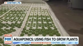 How a farm in Pennsylvania is using fish to grow basil