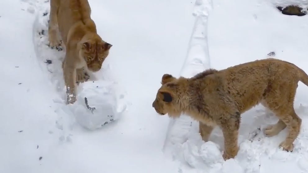 Giant pandas, lions and elephants are just some of the zoo animals captured on camera enjoying the winter weather. 