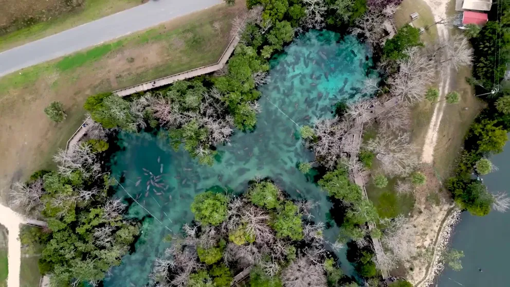 Hundreds of manatees were spotted at Three Sisters Springs, part of the Crystal River National Wildlife Refuge Complex in central Florida, in dramatic video captured on Jan. 23, 2024.