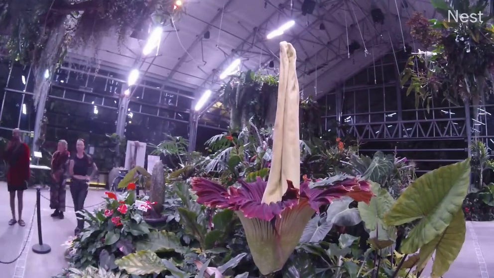 Take a look at time lapse video of the infamous corpse flower blooming in 2021. The San Diego Botanic Garden reports that the plants require 7-10 years for the first bloom and only bloom every 5 to 7 years.