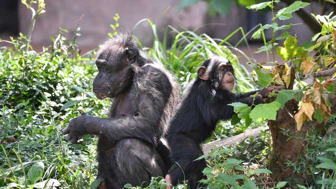 Rosie the chimpanzee with her granddaughter, Raven.