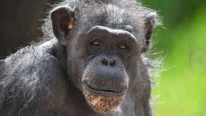 Rosebud or "Rosie" the chimpanzee at Saint Louis Zoo.