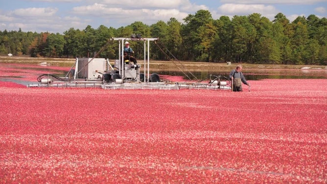 Harvesting cranberries.