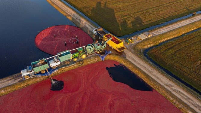 Harvesting cranberries.