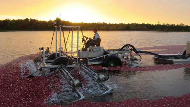 Harvesting cranberries.