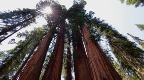 Lessons from past wildfires give hope to saving world's largest trees