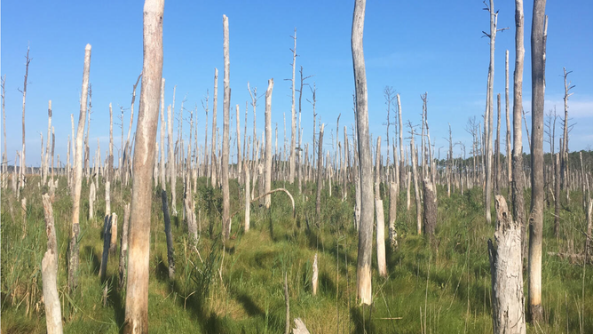 Ghost forest on the Delmarva Peninsula.