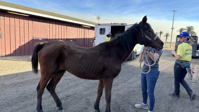 Horses Rescued From Mountain Fire