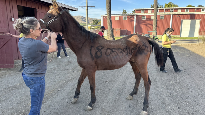 Horses Rescued From Mountain Fire