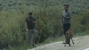 Rangers seek pair accused of 'harassing' bison calf in Grand Teton National Park