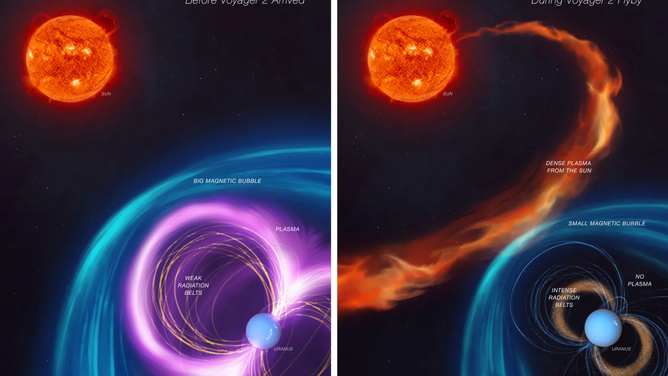 The first panel of this artist’s concept depicts how Uranus’s magnetosphere — its protective bubble — was behaving before the flyby of NASA’s Voyager 2. The second panel shows an unusual kind of solar weather was happening during the 1986 flyby, giving scientists a skewed view of the magnetosphere.