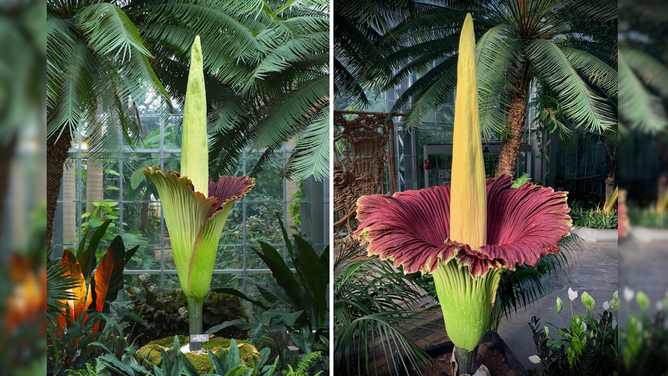 Corpse flowers cultivated at the U.S. Botanical Gardens in Washington, D.C.