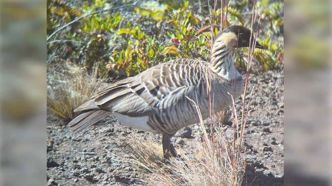 The plump pregnant female nēnē at Uēkahuna, photographed through binoculars from a distance
NPS Photo/K.Paxton